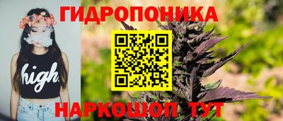 крисы Кингисепп